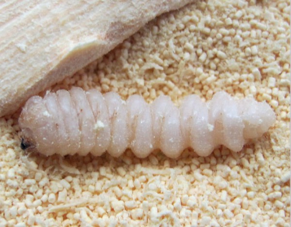Larwa spuszczela pospolitego