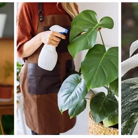 Co zrobić, by dwukolorowa monstera miała jasno wybarwione liście?