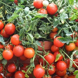 Rok 2025 rokiem pomidora. Jak uprawiać to warzywo na balkonie? Radzą eksperci W. Legutko.