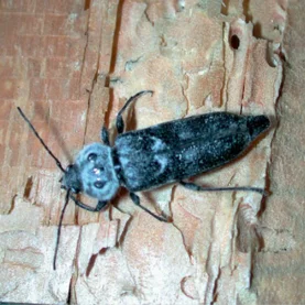 Owady niszczące drewno
